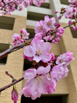 Cherry blossoms with a distinctive pale pink color