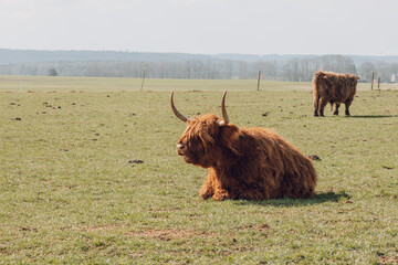 Scottish hairy bulls in a paddock.Highland breed. Bighorned hairy red bulls and cows .Farming and cow breeding.Scottish cows in the pasture in the sunshine - 791170142