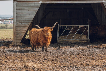 Scottish hairy bulls on a wooden barn background.Bighorned hairy red bulls and cows .Highland breed. Farming and cow breeding.Scottish cows in the pasture in the sunshine - 791171147