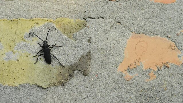 Cerambyx scopolii is longhorn beetle from Europe. Its wood-boring larvae will grow in oak, willow, and chestnut, and in sufficient density can kill tree. Beetle crawling on brick wall.