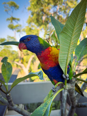 Rainbow Lorikeet Parrot. Birds of Australia