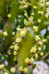 Fototapeta premium Small green yellow flowers of blossoming cactus plant