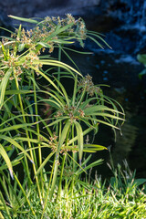 Ancient flora, green papyrus plant growing in water