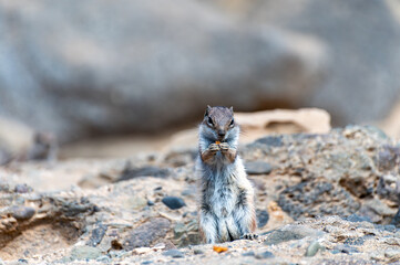 Chipmunk or barbary ground squirrel animal sits on dark lava stones in sun lights on Fuerteventura,...
