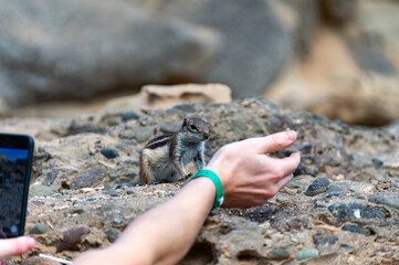 Chipmunk or barbary ground squirrel animal sits on dark lava stones in sun lights on Fuerteventura, Canary Islands, Spain