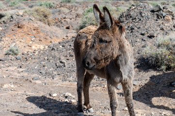 Grey donkey and rocky volcanic landscape of south part of Fuerteventura island, farming on Canary islands, Spain