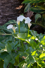 Plants of white calla lily flowers growing around garden pond