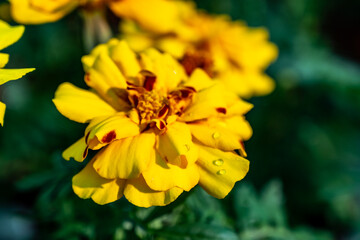 Yellow flowers of tegetes erecta marigold flowers in garden