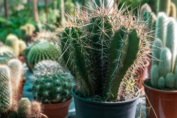 Garden plants shop with different tropical succulent plants green cactuses close up