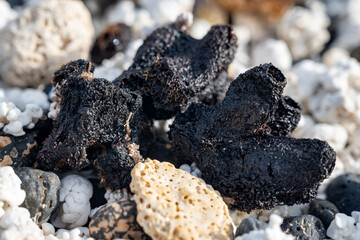 White popcorn shaped white corals and sea shells on beach in Corralejo, Fuerteventura, Canary islands, Spain, travel destination