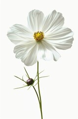 White Flower on White Background
