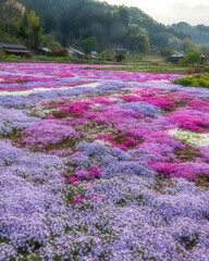 春の日の出と満開の芝桜