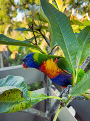Rainbow Lorikeet Parrot. Birds of Australia