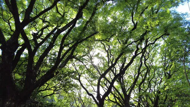 leaves in the sun tree sunrise summer