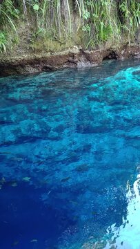 A deep spring river with fishes surrounded by thick forest. Hinatuan Enchanted River in Surigao del Sur. Philippines. Vertical view.