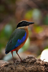 Beautiful of Blue-winged Pitta This is a migratory bird that can be found in Chanthaburi Province, Thailand during the month of April.