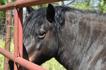 Black Horse by a Fence in a Farm Field