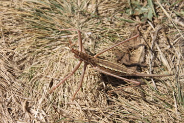 grasshopper on the grass