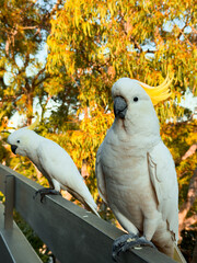 White Cockatoo. Parrots of  Australia.