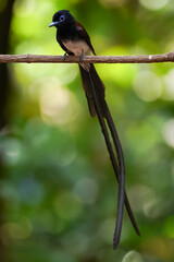 Rare item of Black Paradise-flycatcher.  It is a migratory bird that can be found in Thailand during April every year.