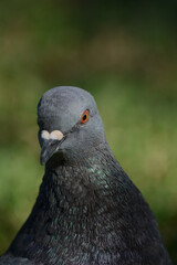 pigeon in profile with red eye close-up