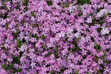 pink flowers background

