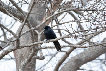 American Crow perched in a tree