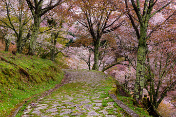 吉野山の石畳と桜