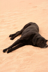 black labrador dog lying on the sand, sleeping on the beach