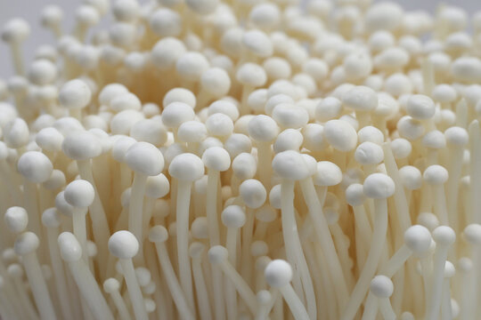 Fresh enoki mushrooms, vegetable for health