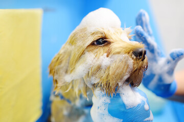 Dog grooming salon. Skillful female groomer washing cute terrier dog using shampoo. Pet care in veterinary clinic. - 791185115