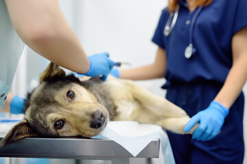 Veterinarians examines a large dog in veterinary clinic. Vet doctors applied a medical bandage for pet during treatment after the injury or surgery operation. Anesthesia for animals - 791185153