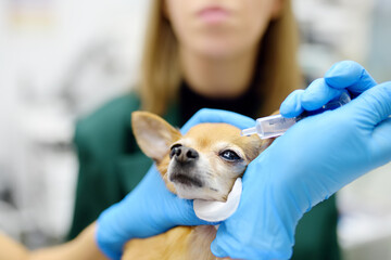 Veterinary doctor checkup eyesight of a chihuahua dog in a veterinary clinic. Vet apply drops to...