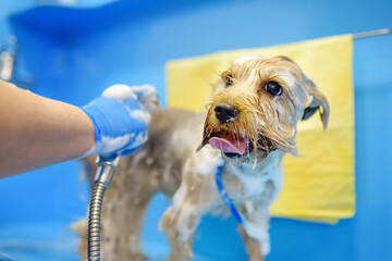 Dog grooming salon. Skillful female groomer washing cute terrier dog using shampoo. Pet care in veterinary clinic. - 791185382