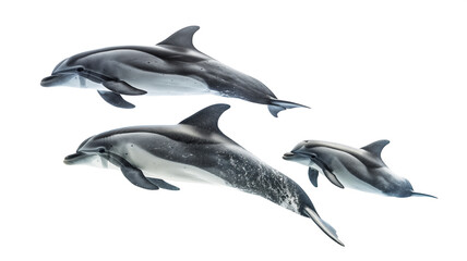 Three dolphins in motion, isolated on white background, underwater view.
