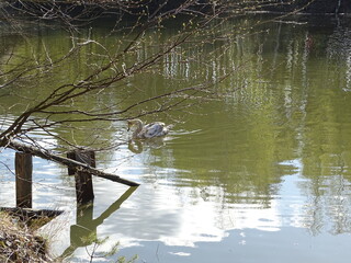 swan on the lake
