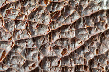 Texture of dry vegetable, leaf, seed, tree bark