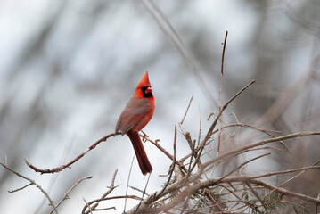 Northern Cardinal perched in a bush
