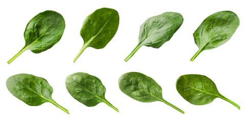 Fresh spinach leaves isolated on white, set