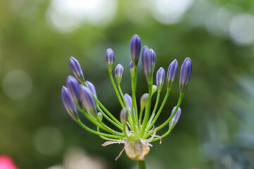 Agapanthus Africanus Albus, purple lily flowers, close up. African lily or Lily of the Nile is popular, flowering garden plant of the Amaryllidaceae family.

