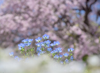 花壇のフィモネラ