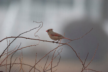 Female Northern Cardinal perched on a branch