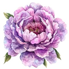 A watercolor painting of a purple peony in full bloom against a white background.