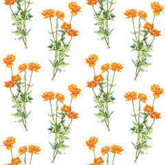Seamless pattern with watercolor frying flowers Trollius on white background. Yellow orange summer wildflower. Herbs for aromatherapy and bouquet. Botanical art for spa sticker or wallpaper wrapping