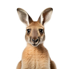 Amazing Kangaroo Isolated On White Background
