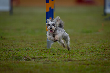 Dog jumping and running agility sport
