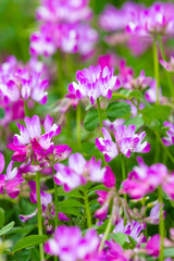一面に咲いた蓮華の花