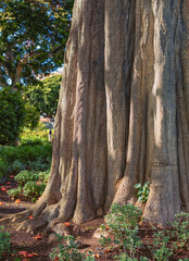 Hawaiian Banyan Tree in the Manoa Valley, Oahu, Hawaii.
