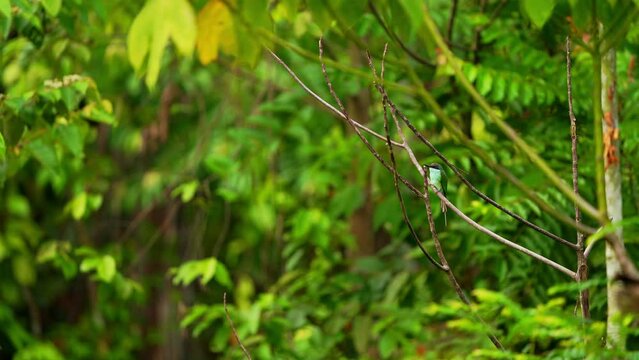 Long tail Blue Bee Eater Bird in wildlife perch on a small tree branch eating and looking for food in the jungle