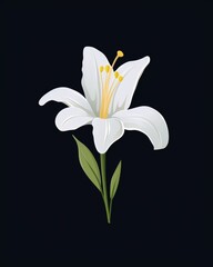 A white lily flower on a black background.